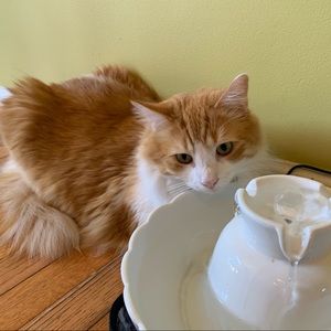 Meet your Posher, Jake